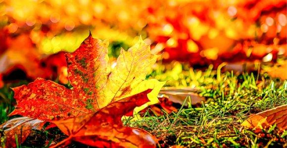 Mokinių rudens atostogos!