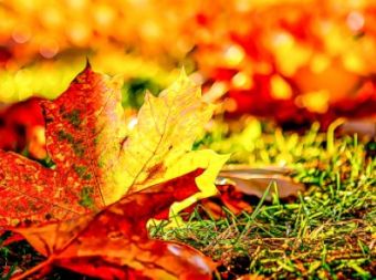 Nuotrauka - Mokinių rudens atostogos!